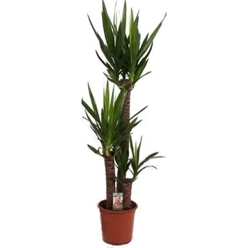 Sazenice Yucca elephantipes velká 3 kmeny 130 cm