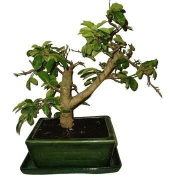 Sazenice Acerola - Malpighia - tropická barbadosská třešeň 458