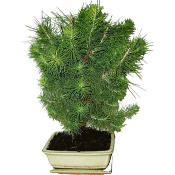 Sazenice Bonsai Pinus halepensis 428
