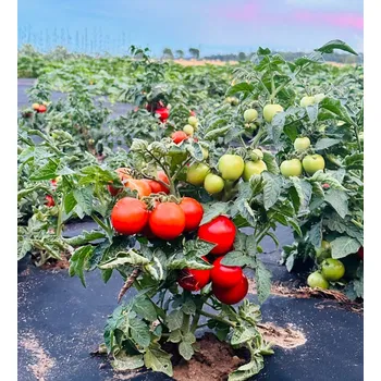 Semeno Bogus Fruchta (balkonové rajče)