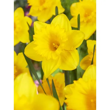 Semeno Narcis 'Dutch master' 5 ks Velikost cibulí: 14/16