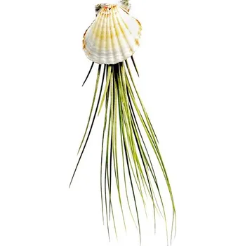 Gardners Mušle s Tillandsií Juncea Tillandsie, kykatka