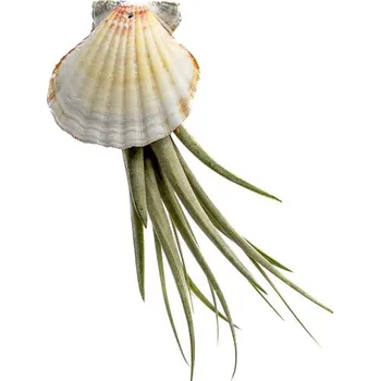 Gardners Mušle s Tillandsií Faciculata Tillandsie, kykatka