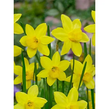 Semeno Narcis 'Marie curie diamond' 5 ks