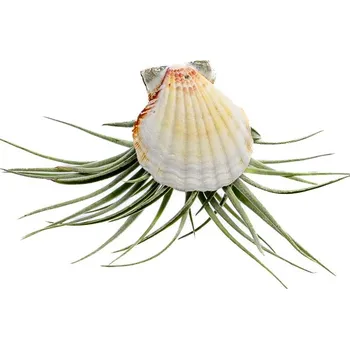 Gardners Mušle s Tillandsií Kathy Tillandsie, kykatka
