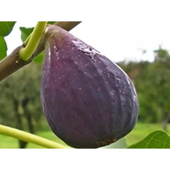 Sazenice Fíkovník smokvoň 'Turca' Balení: kontejner C2