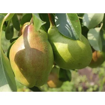 Sazenice Hrušeň 'Pařížanka' Balení: prostokořenný stromek, Podnož: kdouloň BA29