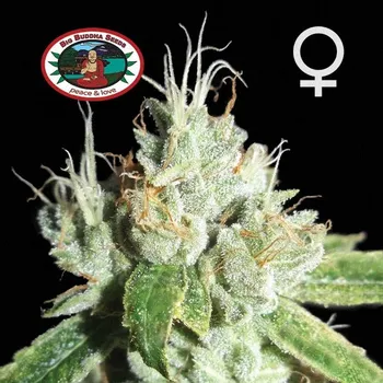 Semeno Big Buddha Seeds - Black Cheese 5 ks