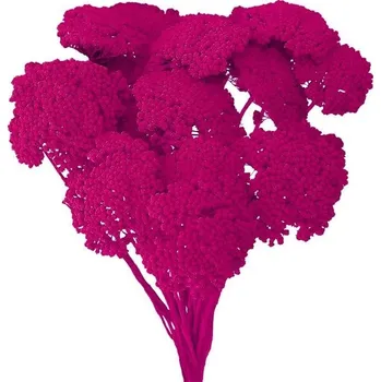 Florservice sušené květiny, achilea color růžová, 500 g