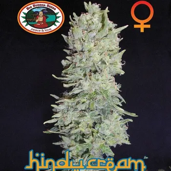 Semeno Big Buddha Seeds - Hindu Cream 10 ks