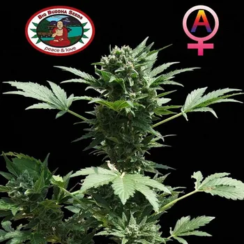 Semeno Big Buddha Seeds - Automatic 5 ks