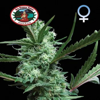 Semeno Big Buddha Seeds - Cheesus 5 ks