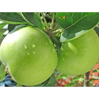 Sazenice Jabloň 'Granny Smith' Balení: prostokořenný stromek