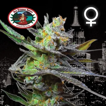 Semeno Big Buddha Seeds - King Kong 5 ks