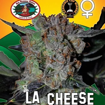 Semeno Big Buddha Seeds - LA Cheese 5 ks