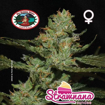 Semeno Big Buddha Seeds - Strawnana Sundae 5 ks