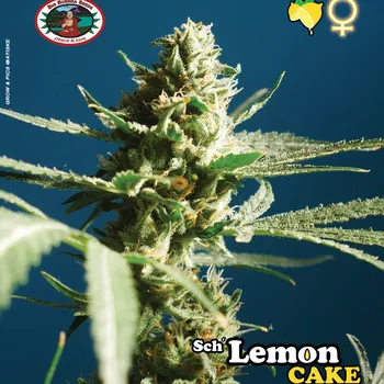 Semeno Big Buddha Seeds - Lemon Cake 5 ks