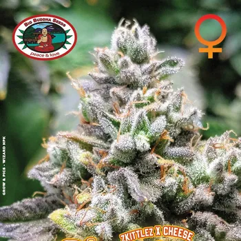 Semeno Big Buddha Seeds - Cheese Puffs 5 ks