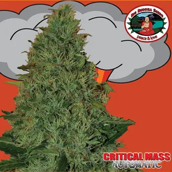 Semeno Big Buddha Seeds - Critical Mass Auto 5 ks