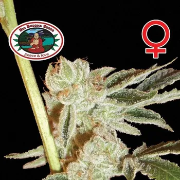 Semeno Big Buddha Seeds - BadAzz Cheese 5 ks