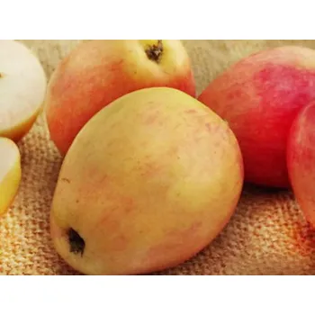 Sazenice Jabloň 'Česká Pochoutka' Balení: prostokořenný stromek