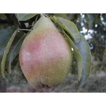 Sazenice Hrušeň 'Charneuská' Balení: prostokořenný stromek