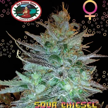 Semeno Big Buddha Seeds - Sour Chiesel 5 ks