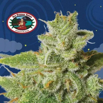 Semeno Big Buddha Seeds - Cherry Moon Pie 5 ks