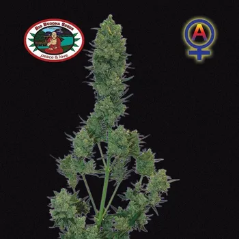 Semeno Big Buddha Seeds - Blue Cheese Automatic 5 ks