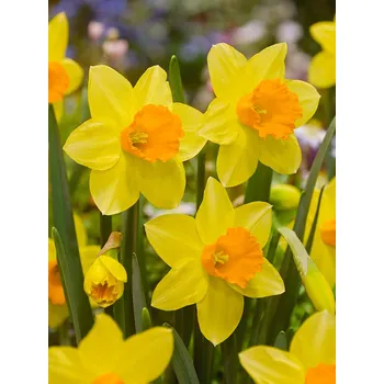 Semeno Narcis 'Fortune' 5 ks Velikost cibulí: 12/14