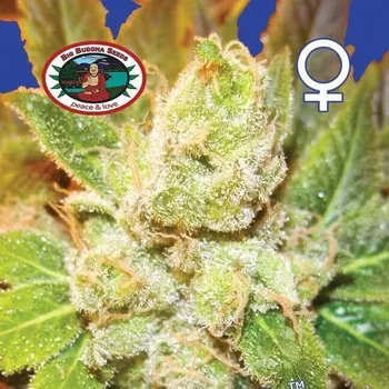 Semeno Big Buddha Seeds - Cookies and Cream Cheese 5 ks