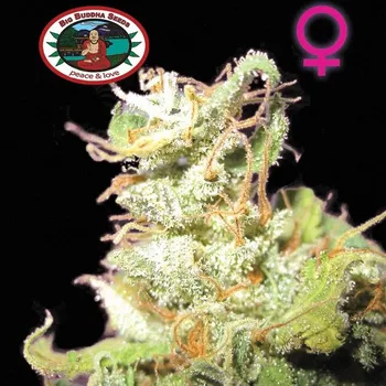 Semeno Big Buddha Seeds - Buddha Haze 5 ks