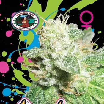 Semeno Big Buddha Seeds - Head Cheese 5 ks