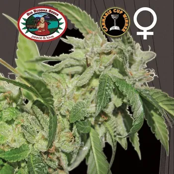 Semeno Big Buddha Seeds - Buddha Tahoe OG 5 ks