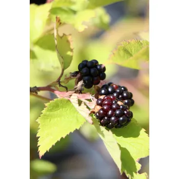 Sazenice Ostružiník 'Navaho' - beztrnný 20-30 cm QP12