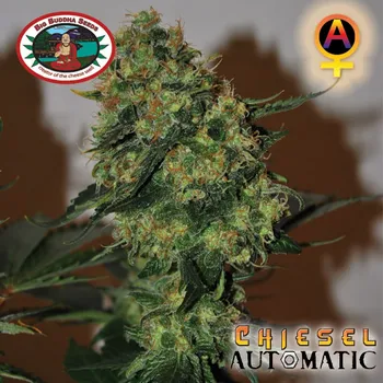 Semeno Big Buddha Seeds - Chiesel Automatic 5 ks