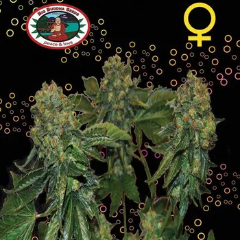 Semeno Big Buddha Seeds - Sour Chiesel Auto 5 ks