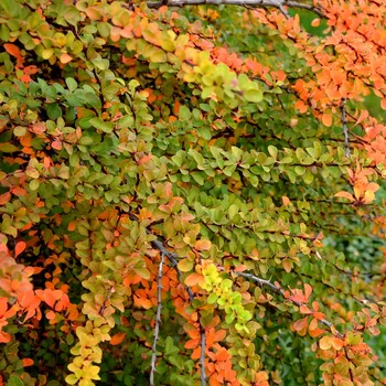 Thunbergův Dřišťál pomerančový led 1 litr
