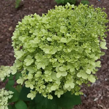 Sazenice Limetkově zelená Hortenzie 2l