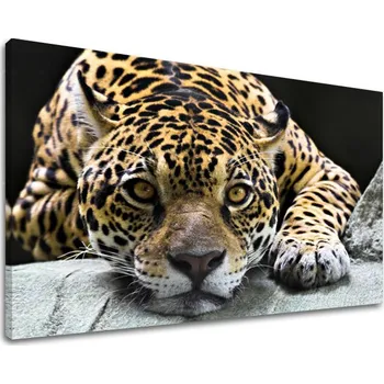 Obraz Nástěnná malba ZVÍŘATA ZV031E11