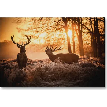 Obraz Obraz na plátně JELENI V LESE ZA JITRA 70 x 50 cm