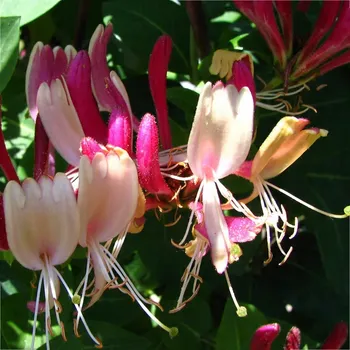 Sazenice Zimolez Heckrottův 'American Beauty' v kontejneru 2L