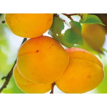 Sazenice Meruňka 'Harmat' Balení: prostokořenný stromek, Podnož: ryngle zelená