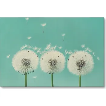 Obraz Obraz na plátně TŘI PAMPELIŠKY 40 x 30 cm