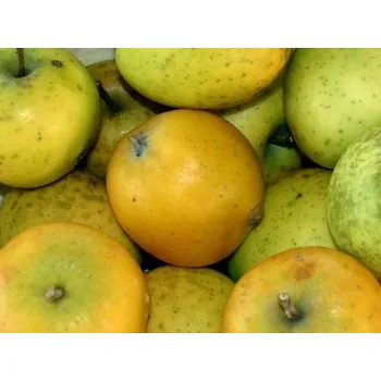 Sazenice Jabloň 'Ananasová Reneta' Balení: prostokořenný stromek, Podnož: M26