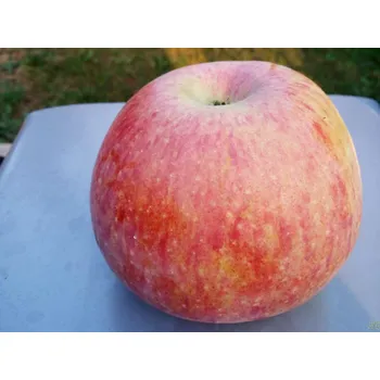 Sazenice Jabloň 'Peasgood's Nonsuch' Balení: prostokořenný stromek, Podnož: M7