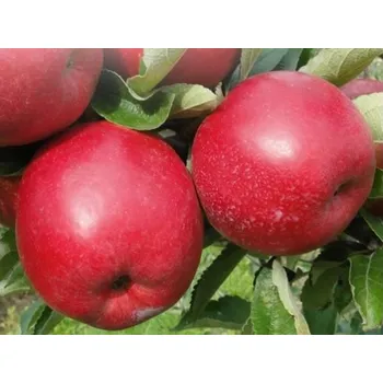 Sazenice Jabloň 'Najdared' Balení: prostokořenný stromek