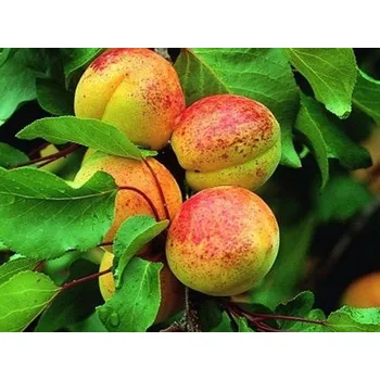 Sazenice Meruňka 'Luizet' Balení: prostokořenný stromek, Podnož: ryngle zelená