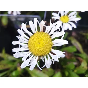 Sazenice Kopretina 'Lacrosse' - Leucanthemum x superbum 'Lacrosse' Balení: kontejner p15