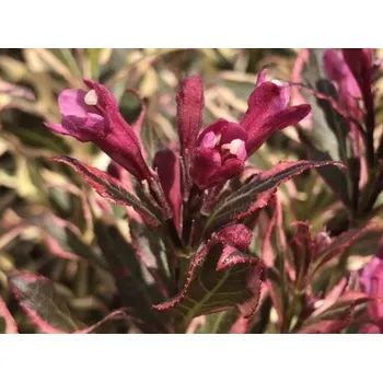 Sazenice Vajgélie květnatá 'All Summer Monet' Verweig 8 Balení: kontejner C3